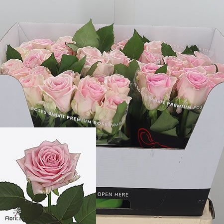Rose Hera
