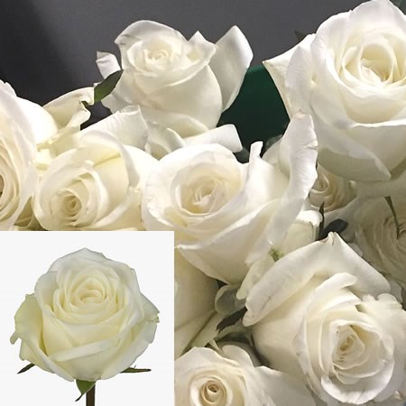 Rose High Pure