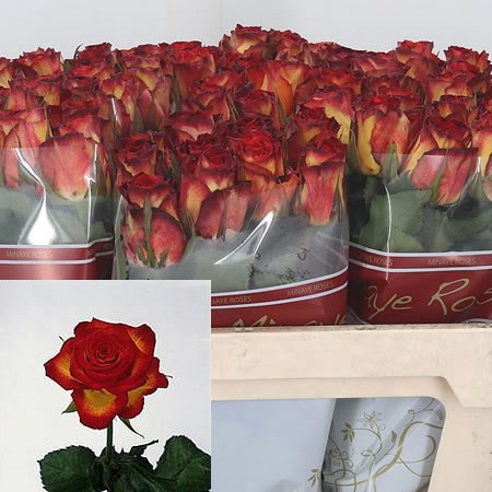 Rose High Society