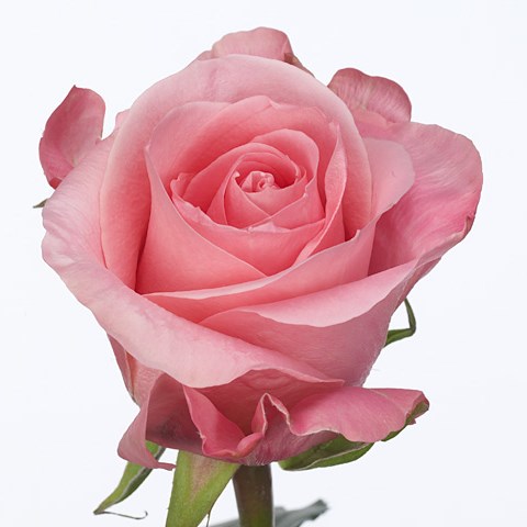 Rose High & Bonita
