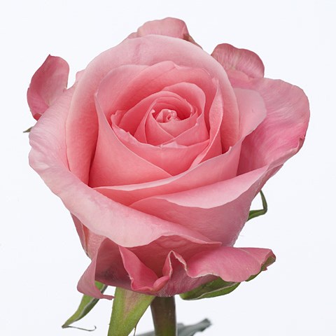 Rose High & Bonita