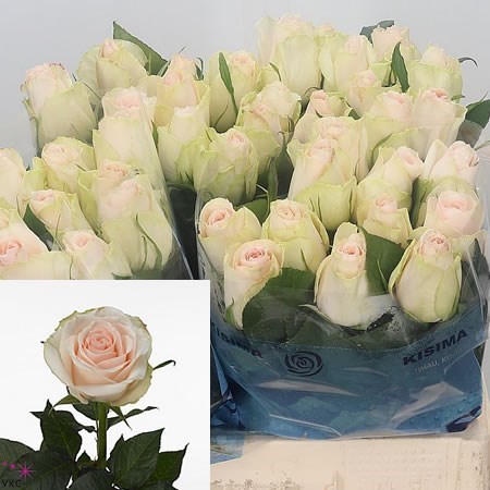 Rose high & bridal