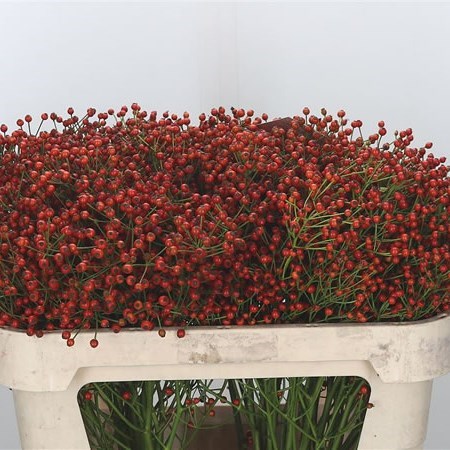 Rose Hips Autumn Joy