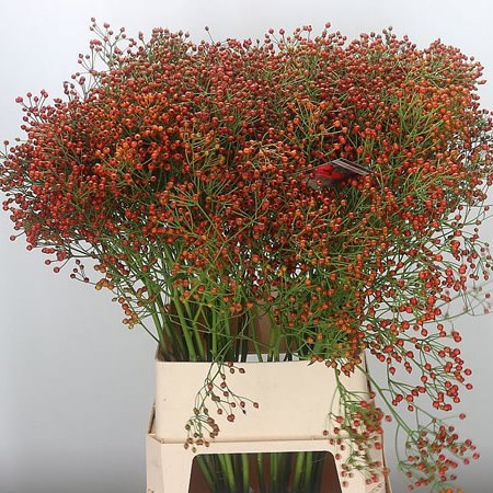Rose Hips Autumn Joy (Extra)