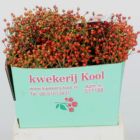 Rose Hips Autumn Joy (Extra)