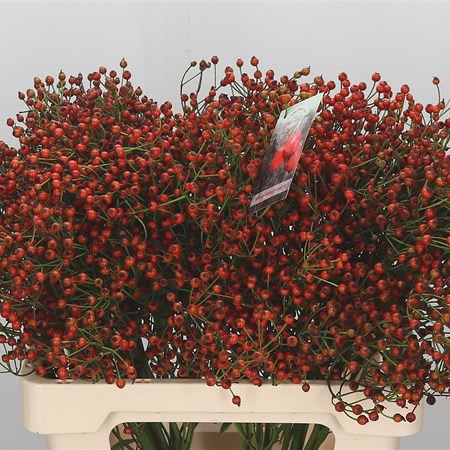 Rose Hips Autumn Joy (Extra)