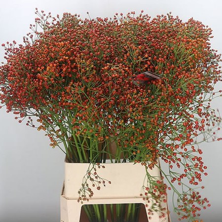 Rose Hips Autumn Joy (Extra)