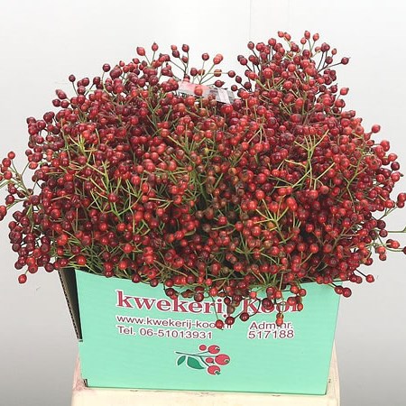 Rose Hips Autumn Spirit