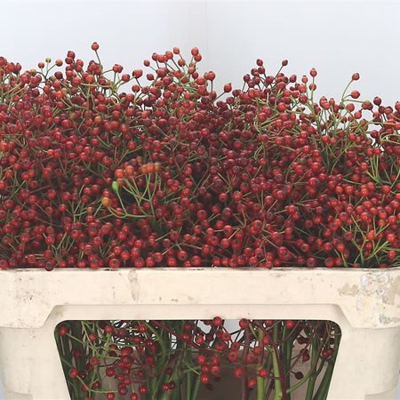 Rose Hips Autumn Spirit
