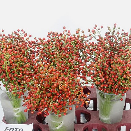 Rose Hips Fair Jewel