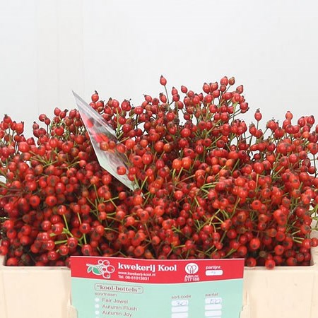 Rose Hips Fair Jewel
