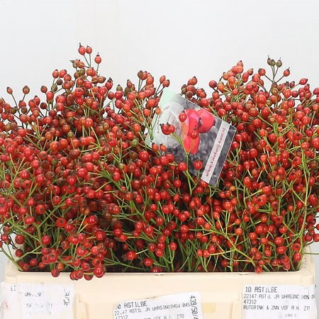 Rose Hips Fair Jewel