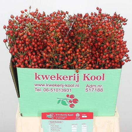Rose Hips Fair Jewel