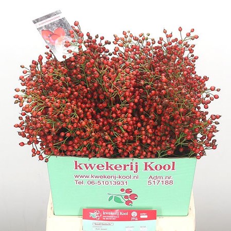 Rose Hips Fair Jewel