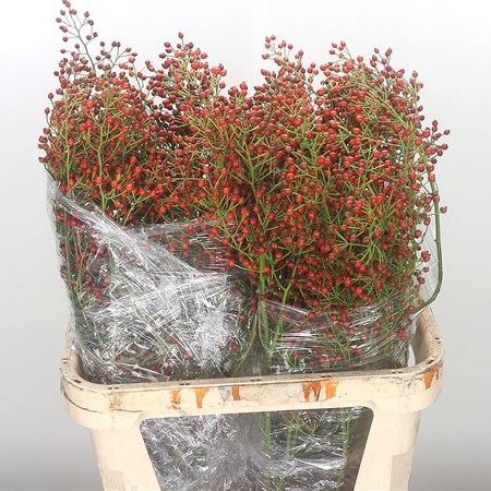 Rose Hips Fair Jewel (Extra)