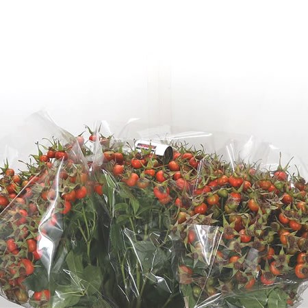 Rose Hips Hip Hop