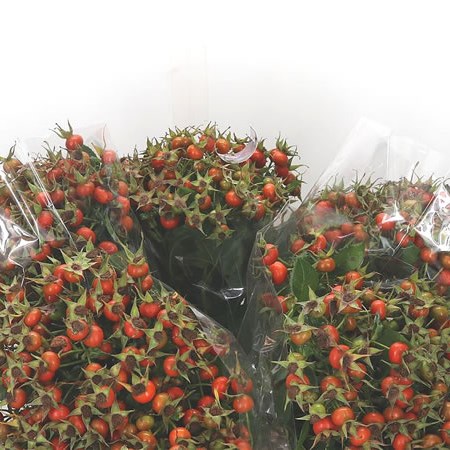 Rose Hips Hip Hop