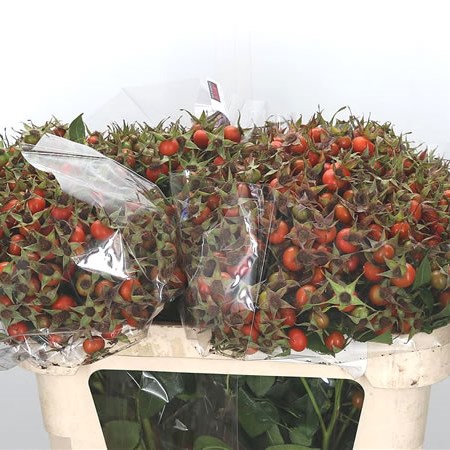 Rose Hips Hip Hop