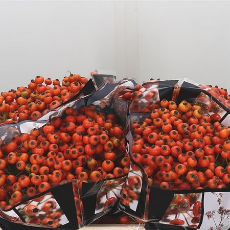 Rose Hips Hiphop Sunset