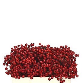 Rose Hips Magical Delight