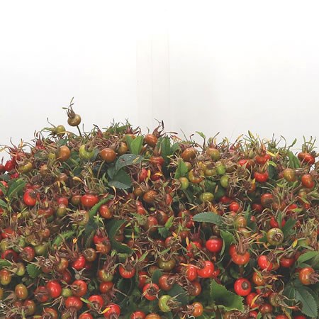 Rose Hips Magical Fantasy