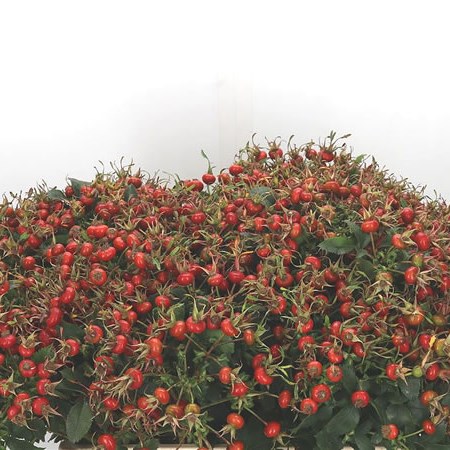 Rose Hips Magical Fantasy