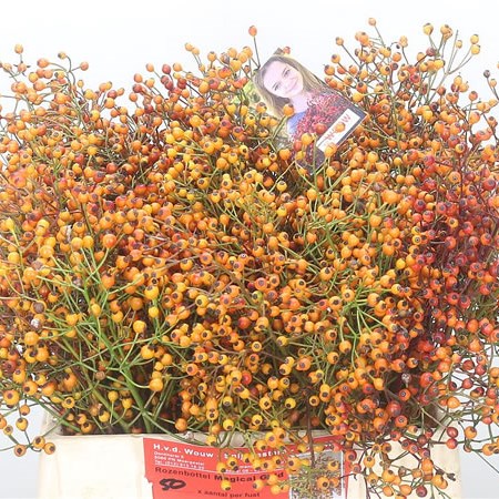 Rose Hips Magical Gold