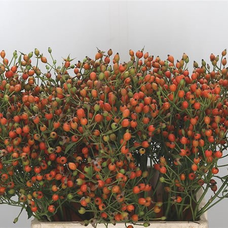 Rose Hips Magical Miracle