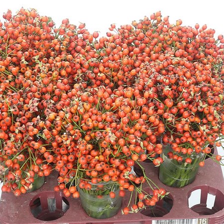 Rose Hips Overture Orange
