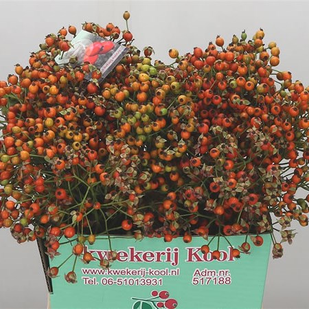 Rose Hips Overture Orange (Extra)