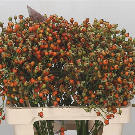 Rose Hips Overture Orange (Extra)