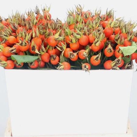 Rose Hips Pumpkin
