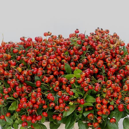 Rose Hips Red Hooijdonk