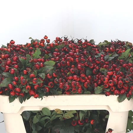 Rose Hips Red Hooijdonk