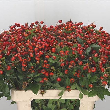 Rose Hips Red Hooijdonk (Extra)