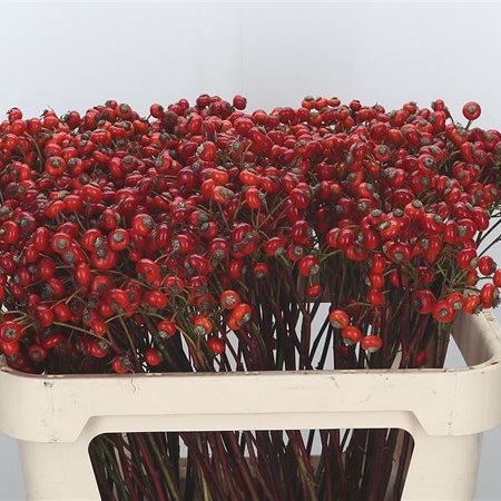 Rose Hips Red Hooijdonk (Extra)