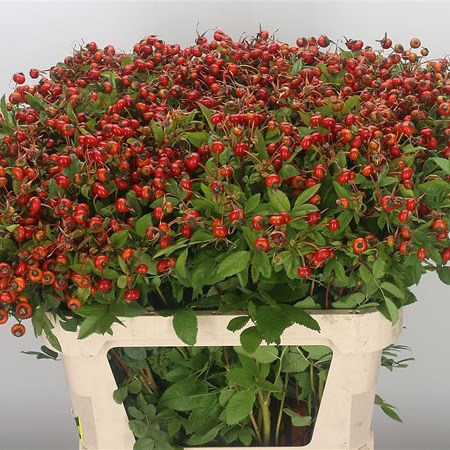 Rose Hips Red Hooijdonk (Extra)