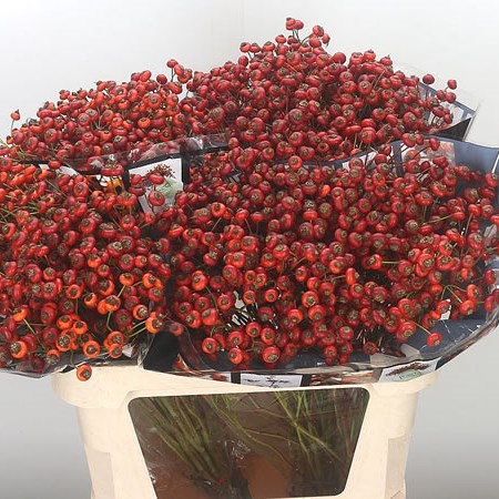 Rose Hips Sensational Fantasy