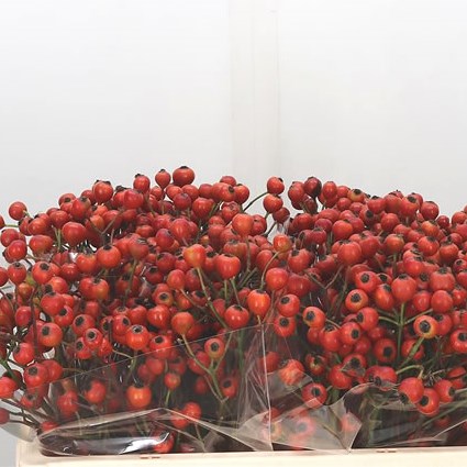 Rose Hips Shikiras