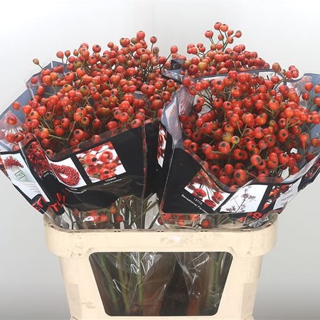 Rose Hips Shikiras