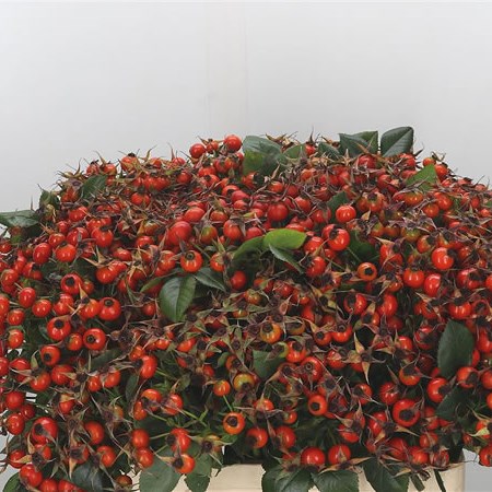 Rose Hips Tender Hip Hop
