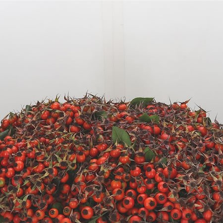 Rose Hips Tender Hiphop