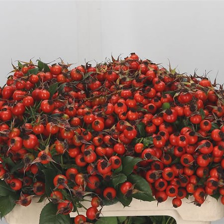 Rose Hips Tender Hiphop