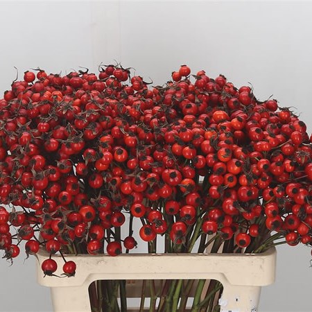 Rose Hips Tender Hiphop