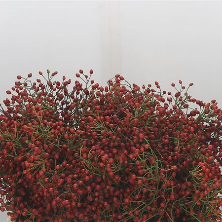 Rose Hips Autumn Splendor