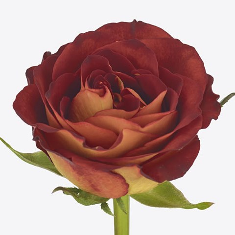 Rose HotRock