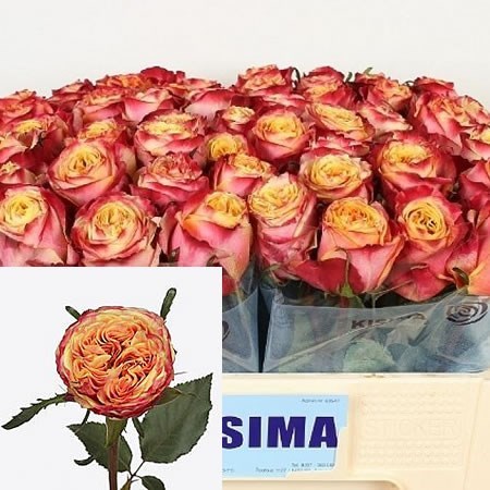 Rose Hurricane