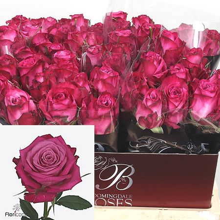 Rose I2i