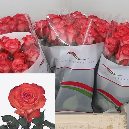 Rose Icon