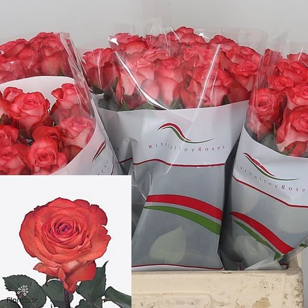 Rose Icon